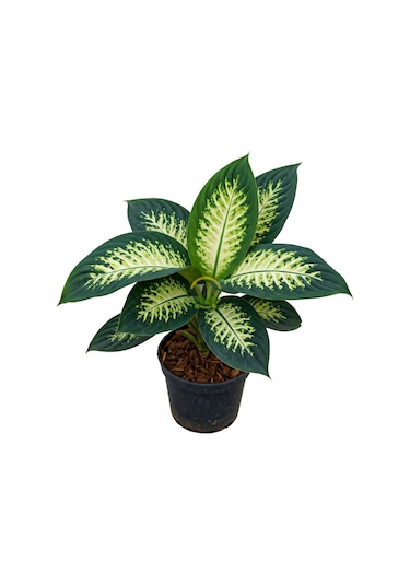 Difenbahya 'camilla' Bitkisi 40-50cm