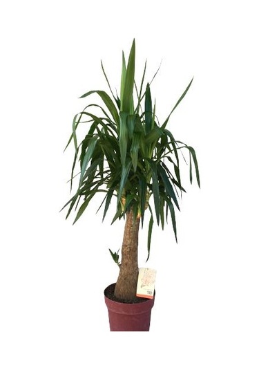 Fil Ayaklı Yuka Ağacı Yuka Elephantipes 140-150 Cm