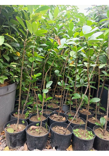 Karayemiş Fidanı 50-100 Cm