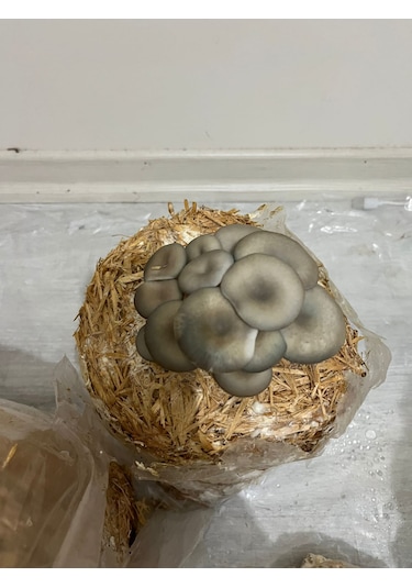 6 Kg İstiridye Mantarı Kompostu Mantar Çıkımına Hazır, Yetiştir