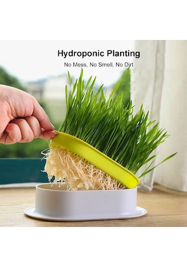 Mufunye Kedi Çimi Ekici Hidroponik Yetiştirme Kiti İç Mekan İçin Topraksız Kedi Nanesi Buğday Çimi B
