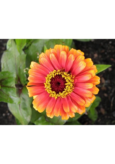 Zinnia Tohumu Zinnia Elegans Saksı Toprak Seti
