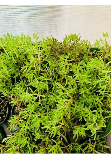 Dam Koruğu Sedum Sukulent
