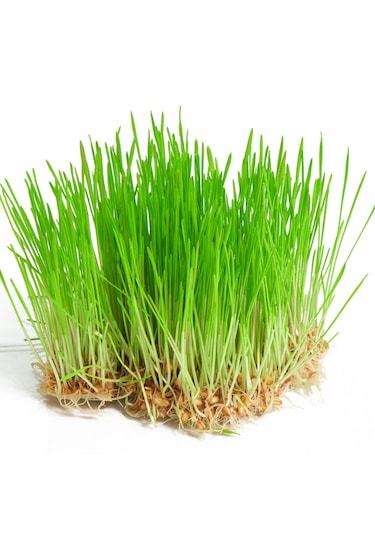 Yerli Buğday Mikro Yeşillik Tohumu, 15 Gram