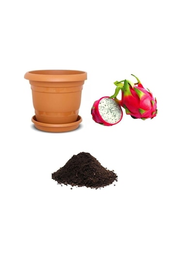 Tropikal Pitaya Tohumu Ekim Seti