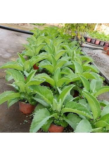 Aşkın Gözyaşları Çiçeği  Saksılı