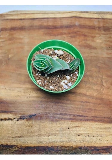 Calisia Navicularis Koleksiyonluk Sukulent 5. 5lik Saksı Özel