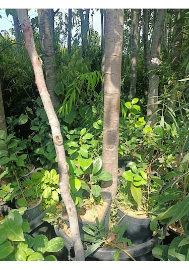 Yeşil Deniz Fidancılık Kamelya Fidanı 30-50 Cm