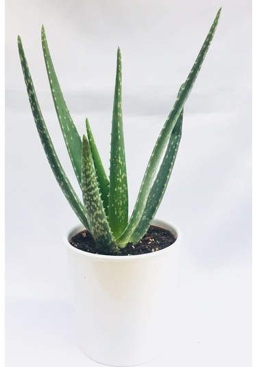 Gojiberryturkiye Farkıyla Aleo Vera Bitkisi