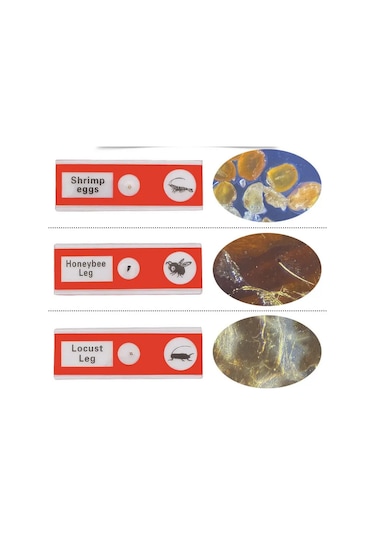 Ece Mikroskop Slayt Preparat Seti Başlangıç 12'li Böcekler