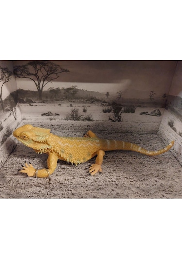 Calimera Toys Hayvan Figürleri Oyuncak Sakallı Ejder Kertenkele Hayvan