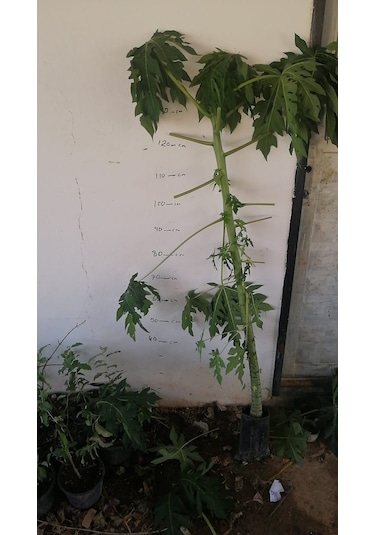 Meyve Verme Durumunda Papaya Meyvesi Fidan boy 150cm İle 200cm