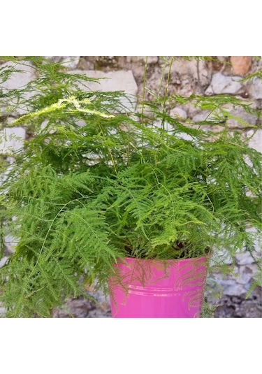 Tül Kuşkonmaz Asparagus Plumosus