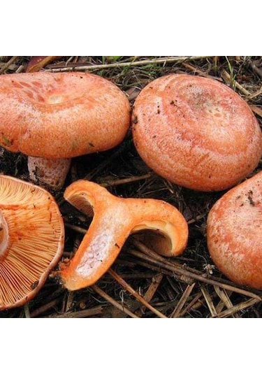 Kanlıca Mantarı Çintar Çam Melki Mantar Tohumu 300gr