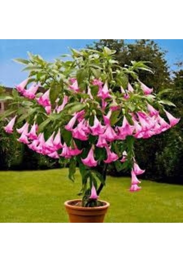 20 Adet Tohum Nadir Bulunan Angel Pembe Trumpet Çiçeği Tohumu Bal