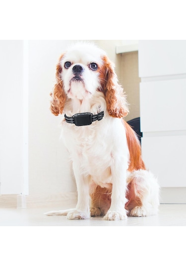 Homyl Köpek Durdurma Kabuğu Tasması Eğitmeni Eğitim Cihazı