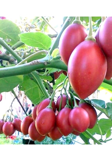 Tamarillo Domates Ağacı 70-100 Cm Tüplüdür