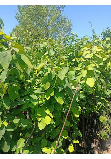 Yeşil Deniz Fidancılık Tüplü Eşme Ayva Fidanı 100-150 Cm