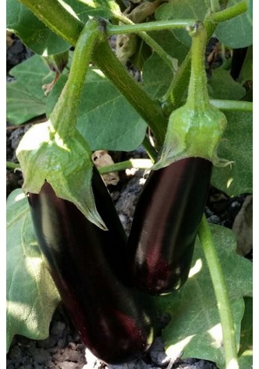 Aydın Siyahı Patlıcan Tohumu / 40 Adet Tohum