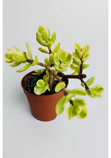 Para Ağacı Bereket Çiçeği Afra Variegata Özel Tür Sukulent
