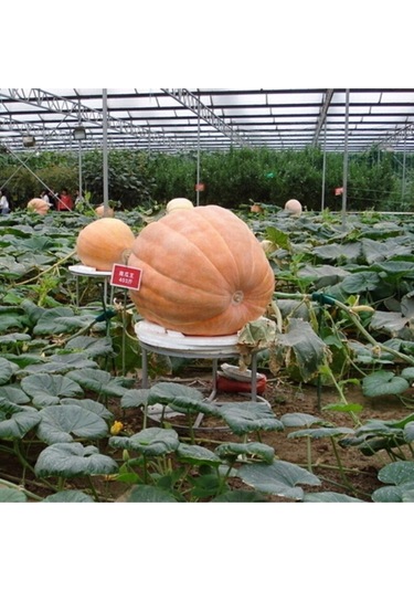 Dev Amerikan Balkabağı Tohumu