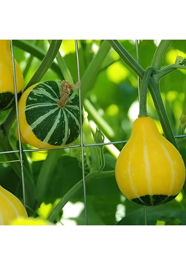Karışık Süs Kabağı Tohumu 1 Paket 10 Adet