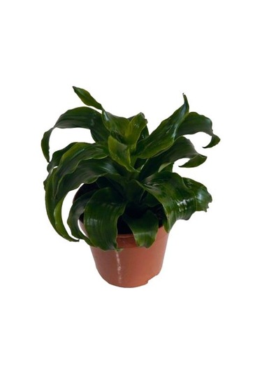 Dracaena Janet Craig