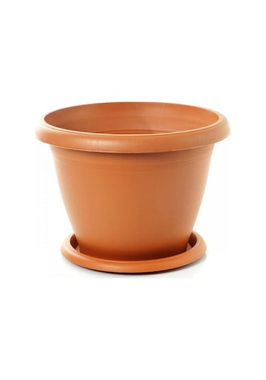 Bodur Bonsai Limon Ağacı Tohumu 5 Tohum +Saksı+Toprak+ Tohu