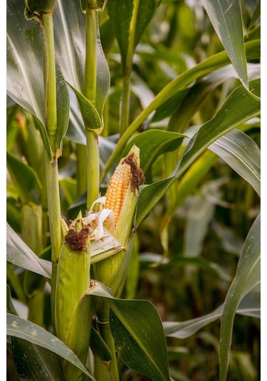 Dap Gübresi Np 18.46.0 Taban Gübresi - 5 KG