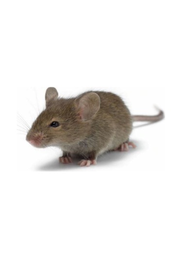 Deepest Fare Yem İstasyonu Kilitli Sistem 10'lu