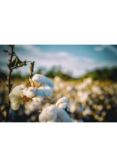 15.15.15 Npk Taban Süper Kompoze Gübresi (3x15) - 5 KG