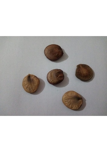 Orkide Ağacı Tohumu[5 Adet Tohum]