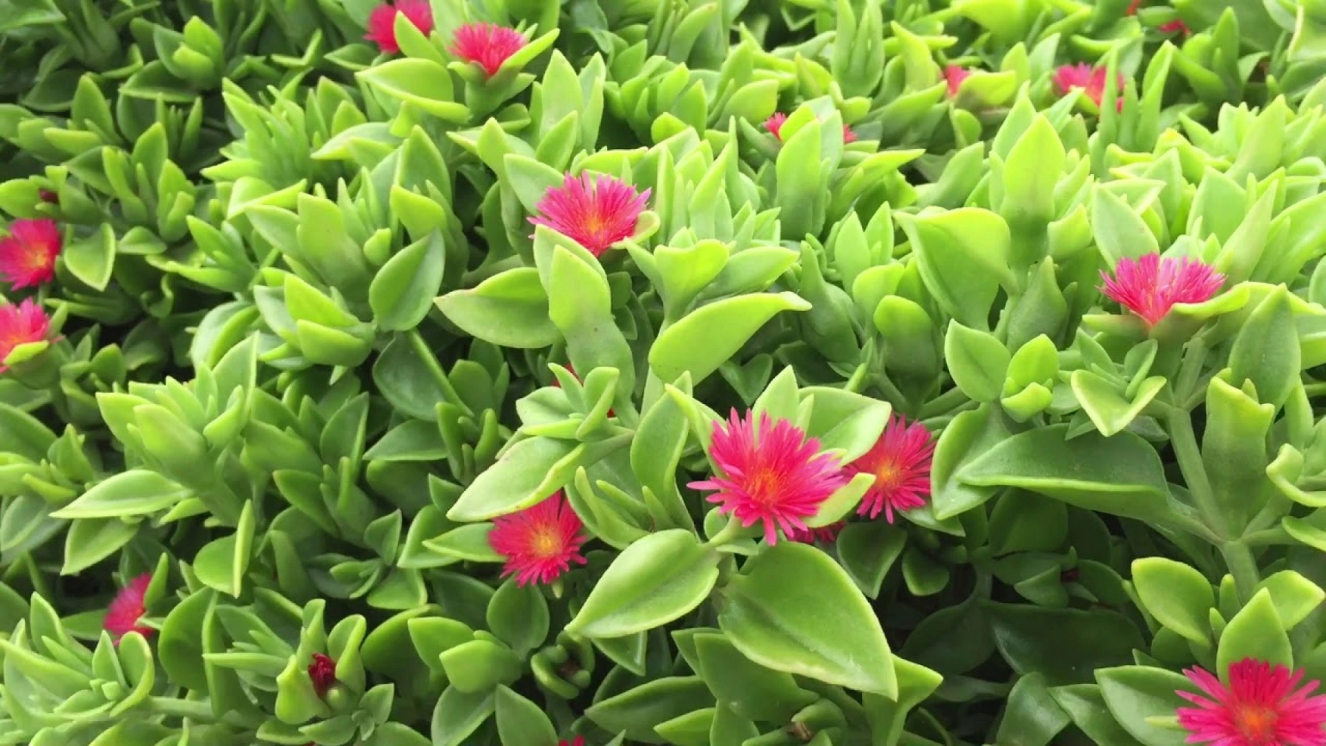 Mezar - Kabir Bitki Seti - 60 Adet 2 Çeşit Kalıcı Bitki Sarı Gol