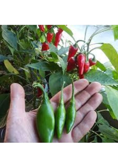 Eko Paket Balık Biberi Tohumu Acı Balık Biber Tohumu 150 Adet Tohum
