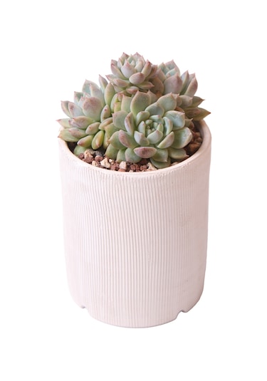 Echeveria Frost Flower - Sukulent Haangarden