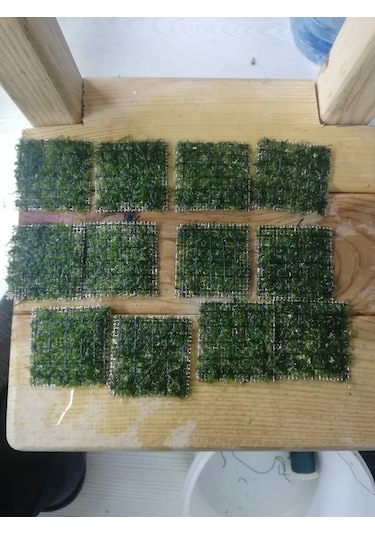 Java Moss Akvaryum Bitkisi 5x5 Paslanmaz Tele Sarılı 10'lu Paket