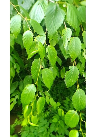 Huş Ağacı Fidanı Betula Pendula - Estetik Peyzaj Ağacı