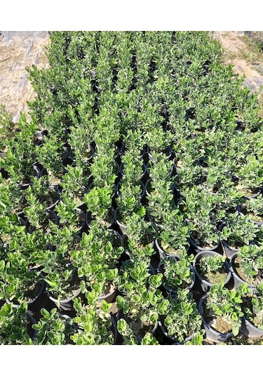10 Adet Gümüş Taflan. Saksıda. Euonymus Japonicus Silver King