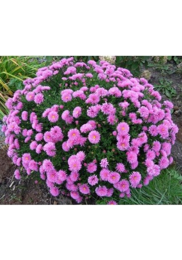 Tavuskuşu Papatyası Tohumu Karışık Tavus Kuşu Çiçeği Tohumu Yetiştirme Kiti