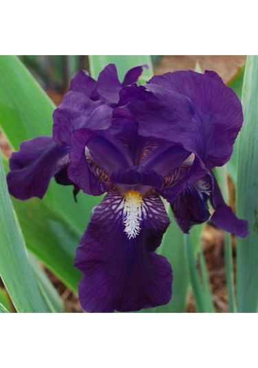 2 Adet Lacivert Iris Süsen Çiçeği Soğanı