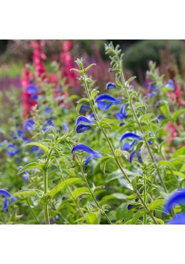 Mavi Süs Adaçayı 3 Adet - Salvia Microphylla Blue Monrovia