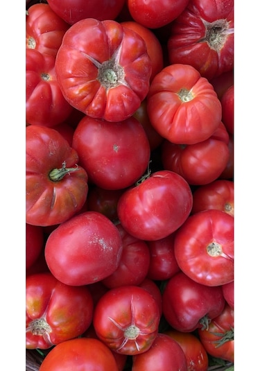Expres Tohumculuk Tarla Domates Tohumu Yerli Domates Tohumu 300 Adet Tohum