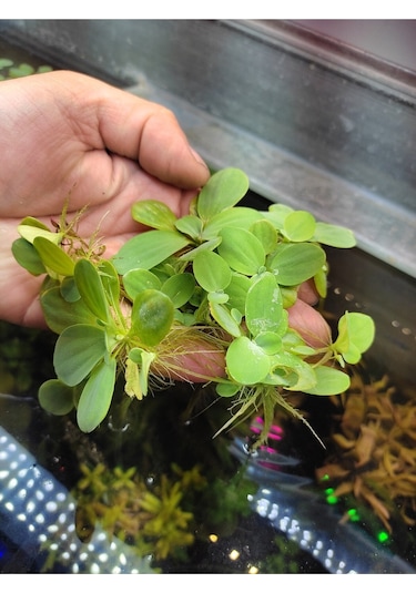 Pistia Stratiotes Su Marulu Su Üstü Canlı Akvaryum Bitkisi 4 Kök 15-20 Yaprak Kolay Bitki