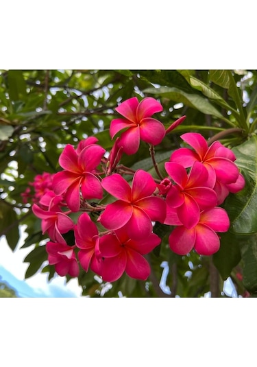 Karışık Renklerde 5 Adet Plumeria Tohumu