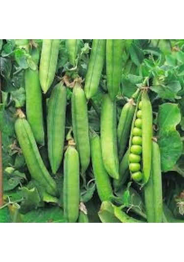 300 Adet Tohum Organik Geleneksel Bezelye Tohumu