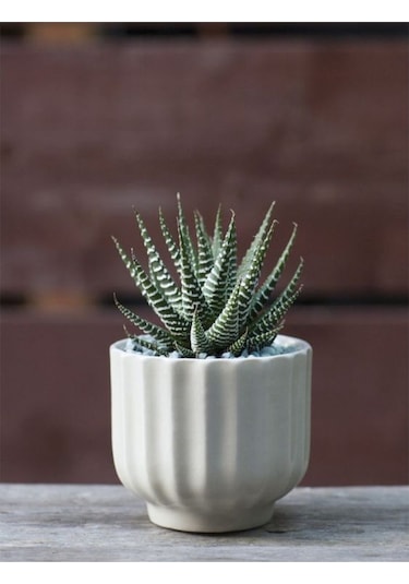 Haworthia Zebrina Yılanderisi Sukulent Bitki