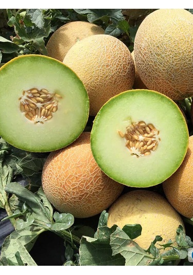 +100 Adet Ananas Kavun Tohumu