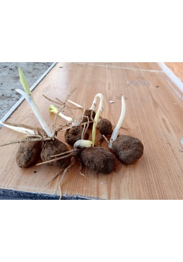 Dogal Salep Fidanı 4 Kg Serapies