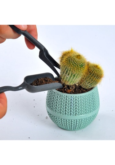 Tohhum Karışık Kaktüs Tohumu Ve Kaktüs Sukulent Ekim Bakım Seti