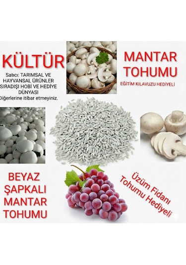 1000 Adet Kültür Mantarı Tohumu